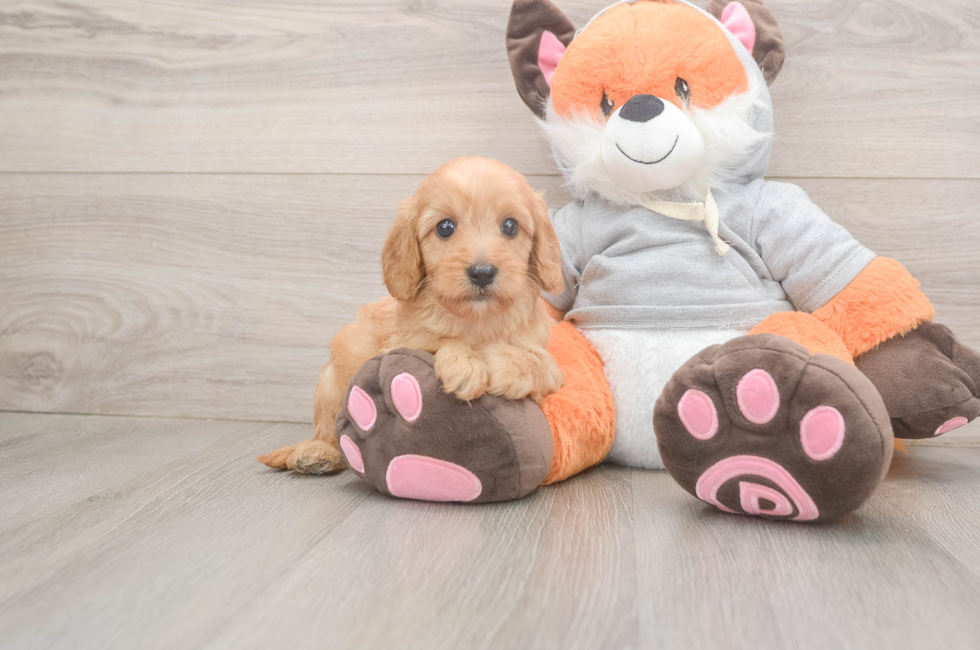 5 week old Cavapoo Puppy For Sale - Lone Star Pups