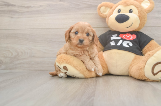 5 week old Cavapoo Puppy For Sale - Lone Star Pups Cute Cavapoo Baby