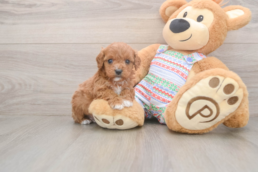 Cavapoo Puppy for Adoption
