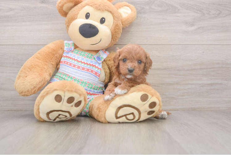Cavapoo Pup Being Cute