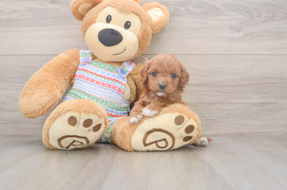 5 week old Cavapoo Puppy For Sale - Lone Star Pups