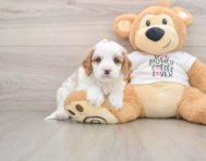 8 week old Cavapoo Puppy For Sale - Lone Star Pups