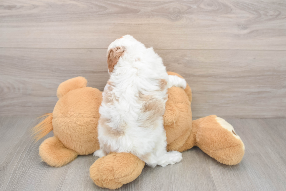 Playful Cavapoodle Poodle Mix Puppy