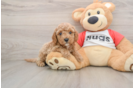 Happy Cavapoo Baby
