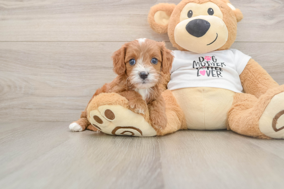 Cavapoo Puppy for Adoption