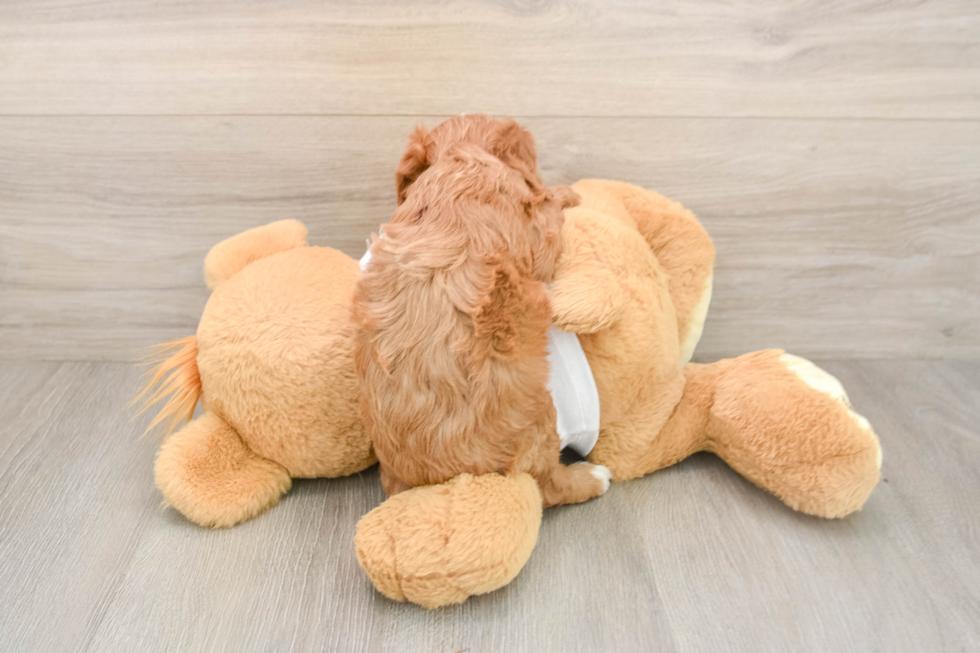 Popular Cavapoo Poodle Mix Pup