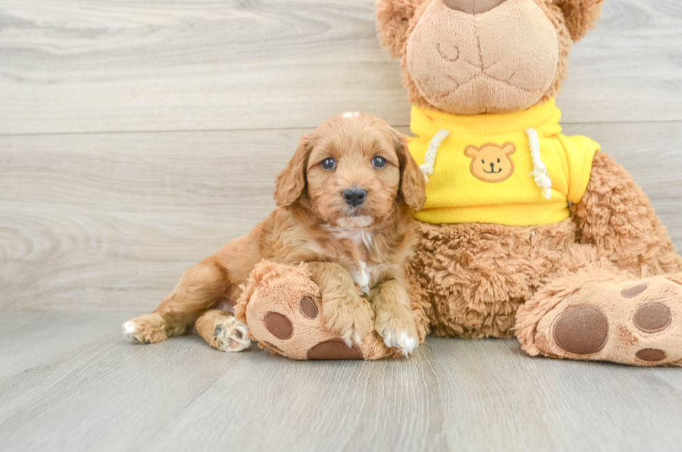 6 week old Cavapoo Puppy For Sale - Lone Star Pups