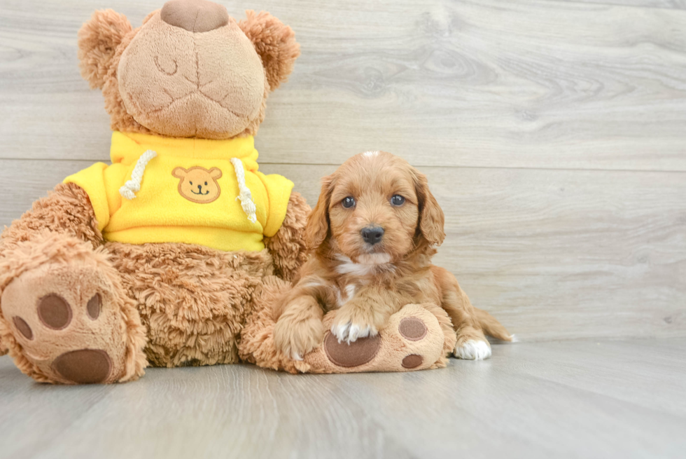 Little Cavipoo Poodle Mix Puppy