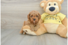 Playful Cavapoodle Poodle Mix Puppy