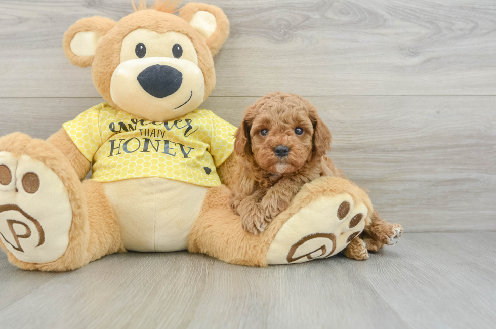 5 week old Cavapoo Puppy For Sale - Lone Star Pups