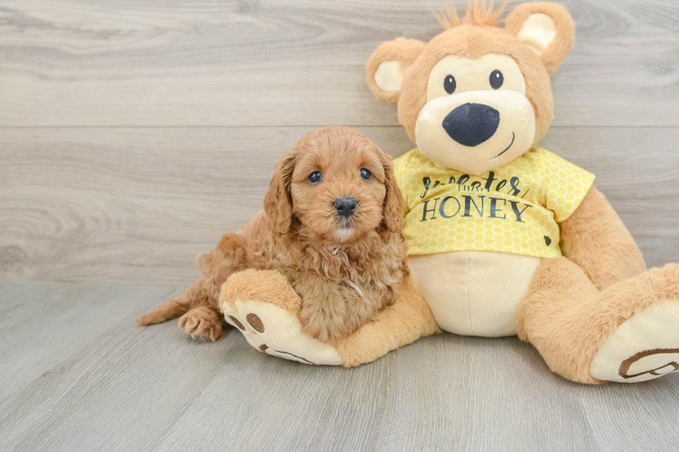 Cavapoo Puppy for Adoption