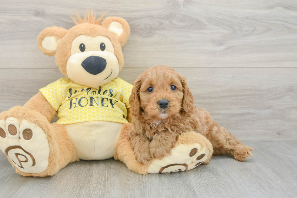 Little Cavipoo Poodle Mix Puppy