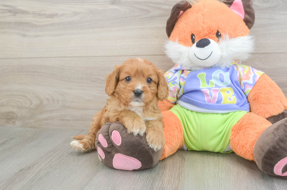 6 week old Cavapoo Puppy For Sale - Lone Star Pups