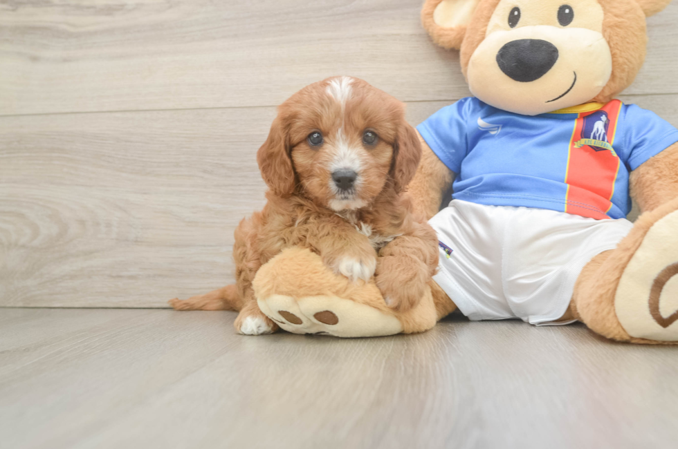 6 week old Cavapoo Puppy For Sale - Lone Star Pups