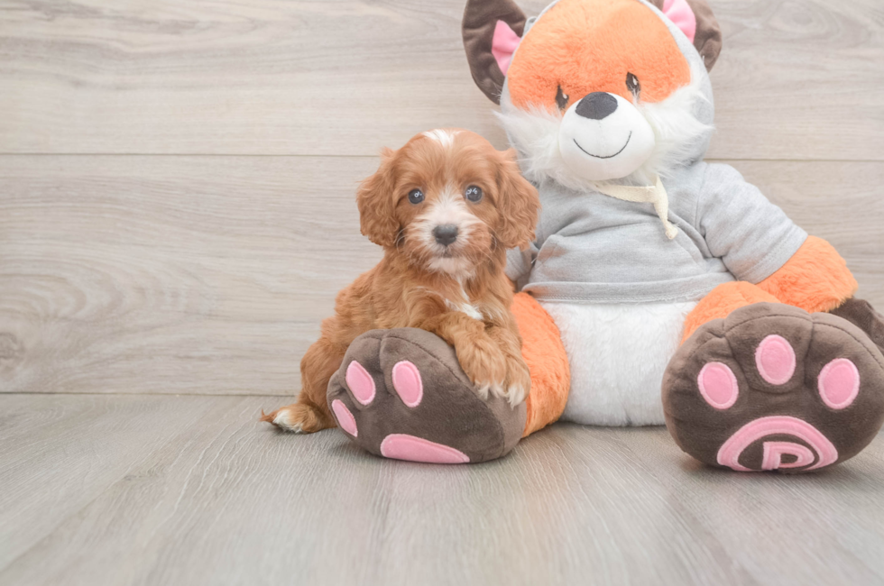 5 week old Cavapoo Puppy For Sale - Lone Star Pups