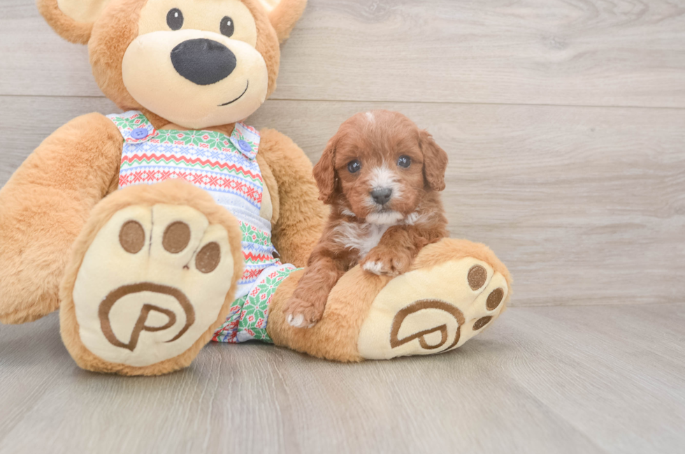 5 week old Cavapoo Puppy For Sale - Lone Star Pups