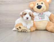8 week old Cavapoo Puppy For Sale - Lone Star Pups