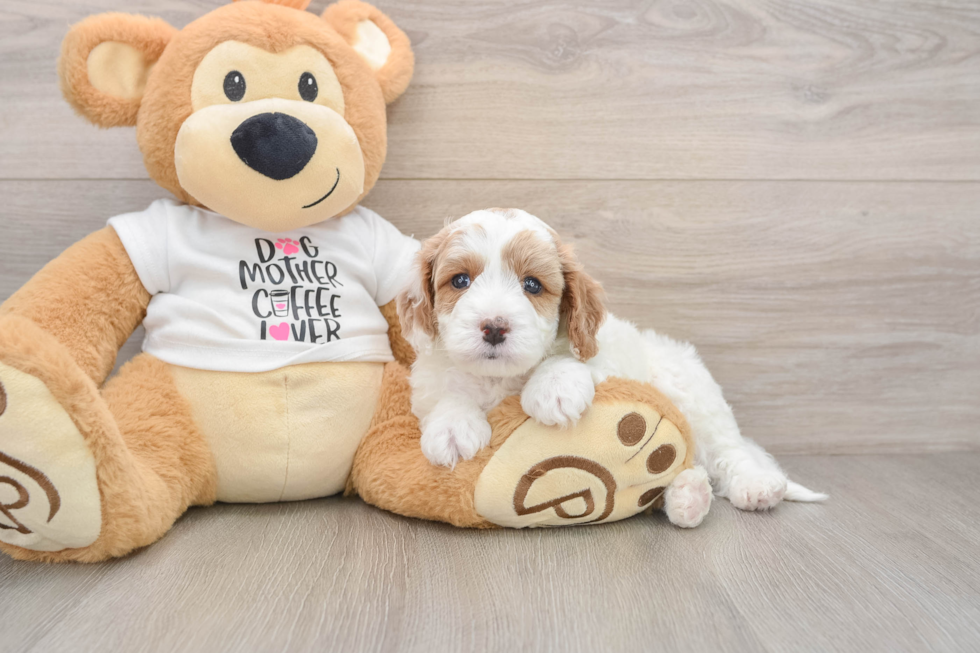 Popular Cavapoo Poodle Mix Pup