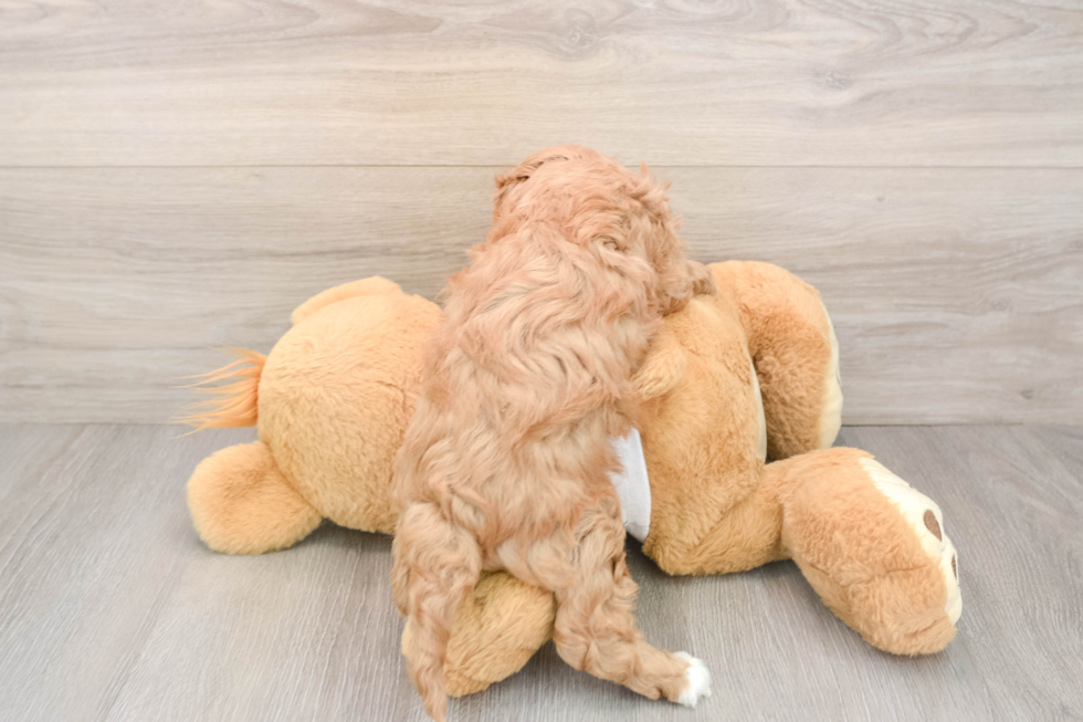 Fluffy Cavapoo Poodle Mix Pup