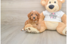 Playful Cavapoodle Poodle Mix Puppy