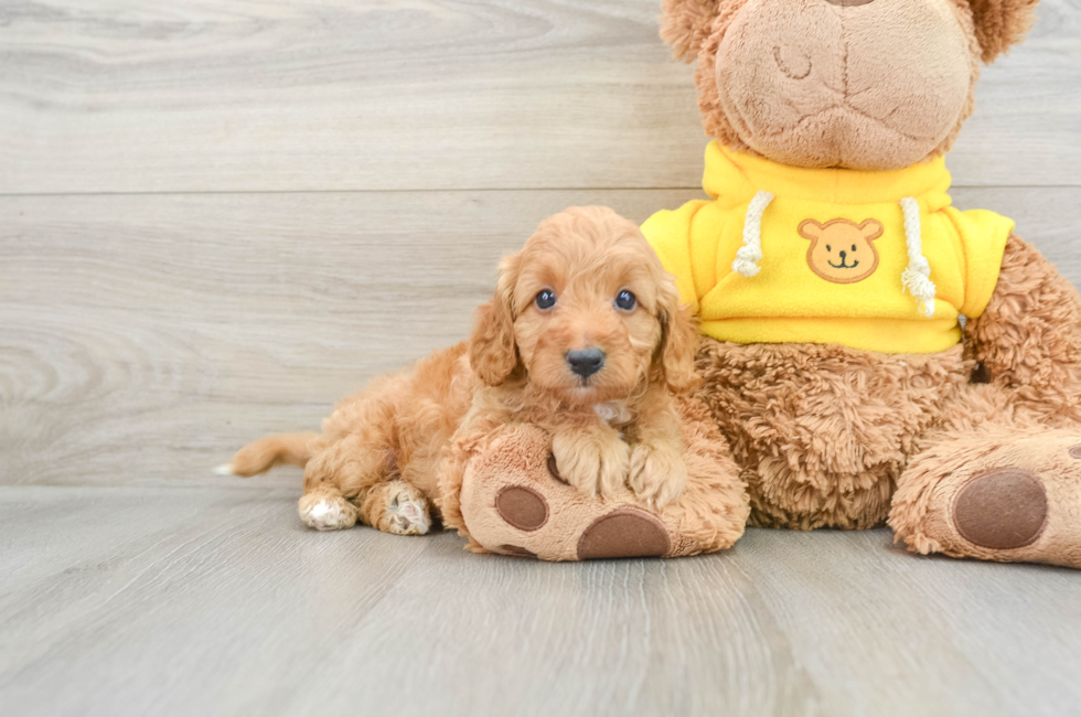 7 week old Cavapoo Puppy For Sale - Lone Star Pups