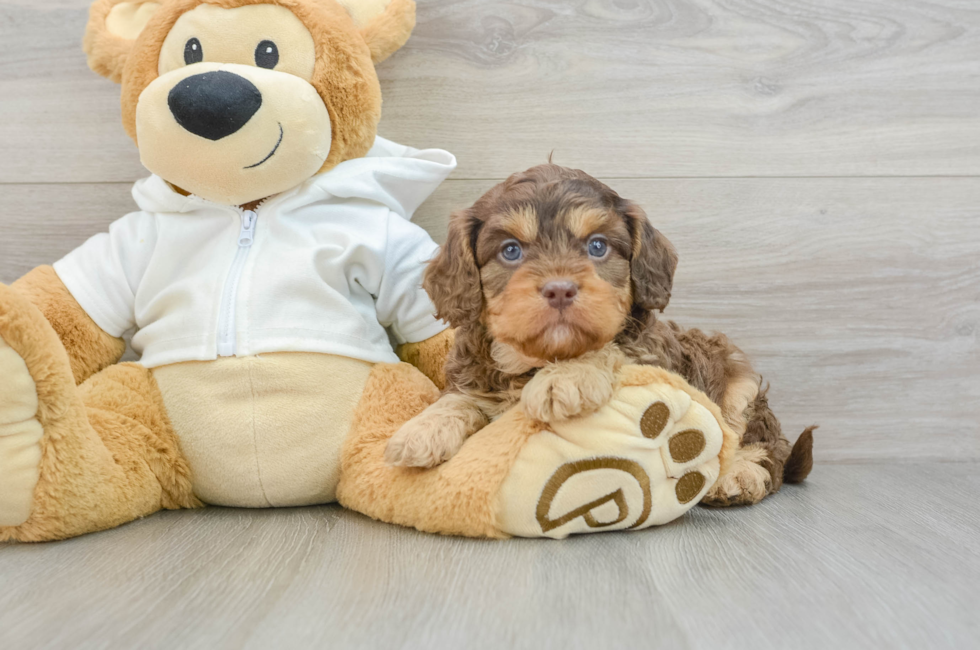 6 week old Cavapoo Puppy For Sale - Lone Star Pups