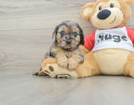 8 week old Cavapoo Puppy For Sale - Lone Star Pups