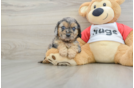 Best Cavapoo Baby