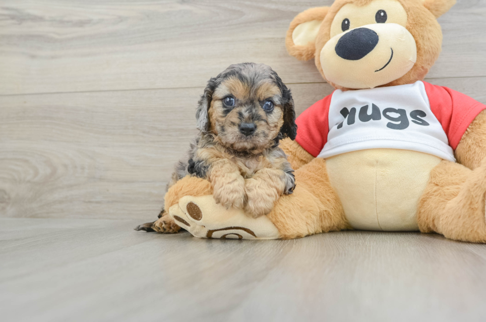 7 week old Cavapoo Puppy For Sale - Lone Star Pups