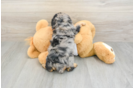 Cute Cavapoo Baby