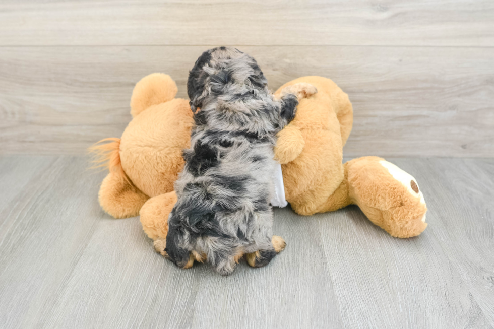 Cute Cavapoo Baby
