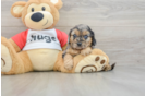 Cavapoo Puppy for Adoption