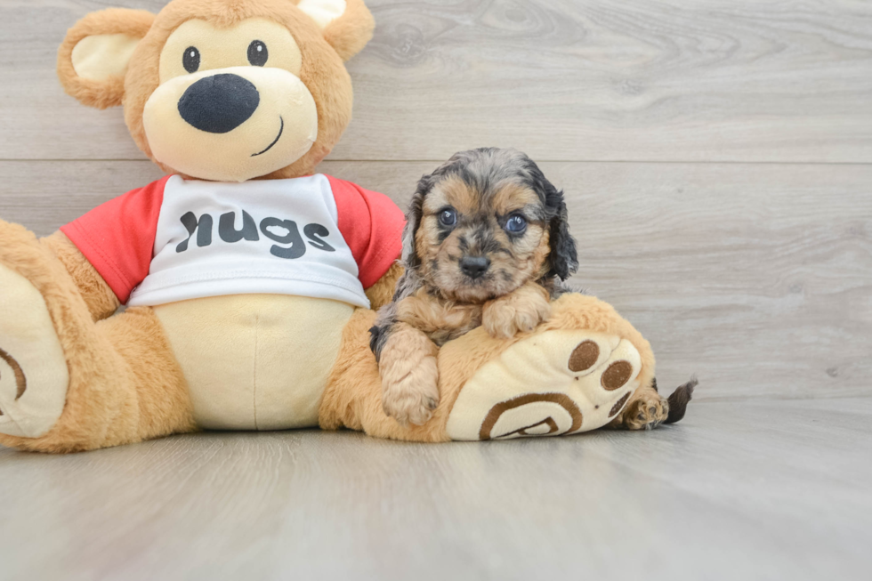 Cavapoo Puppy for Adoption