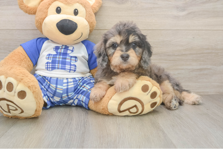 Cavapoo Pup Being Cute
