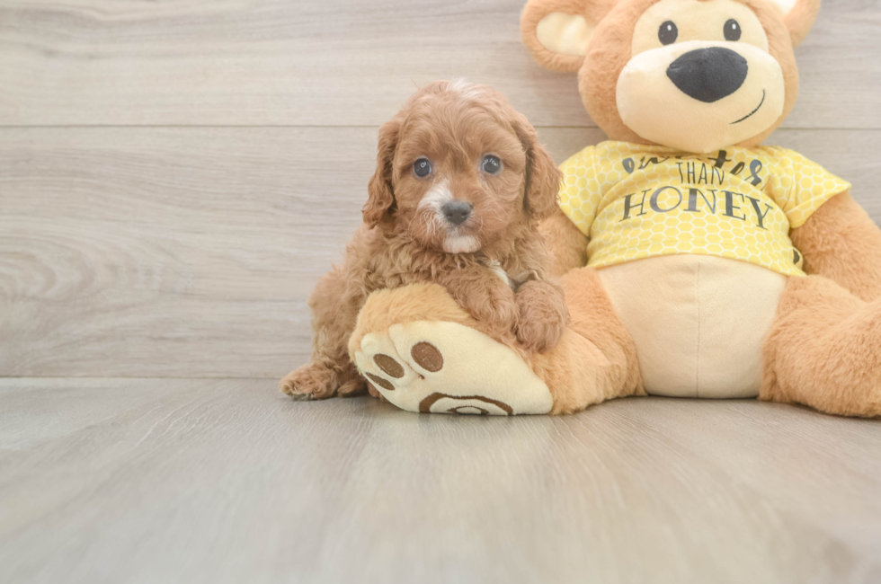 5 week old Cavapoo Puppy For Sale - Lone Star Pups