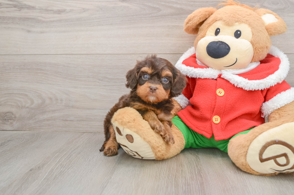 5 week old Cavapoo Puppy For Sale - Lone Star Pups