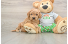 Funny Cavapoo Poodle Mix Pup