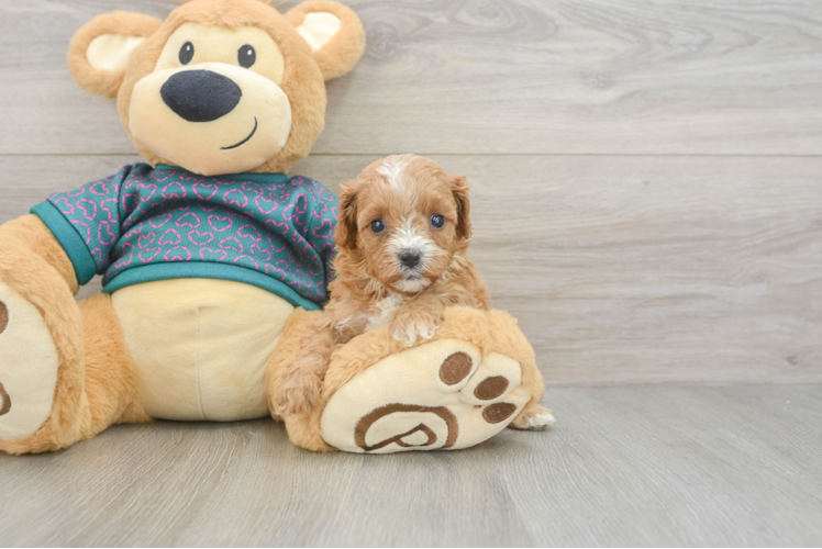 Cavapoo Pup Being Cute