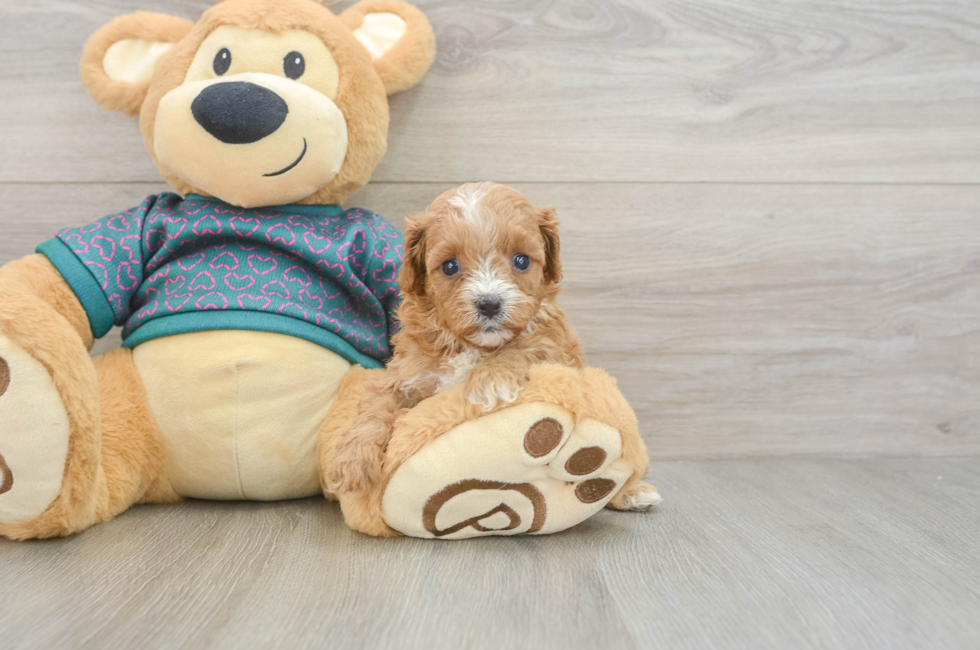 6 week old Cavapoo Puppy For Sale - Lone Star Pups