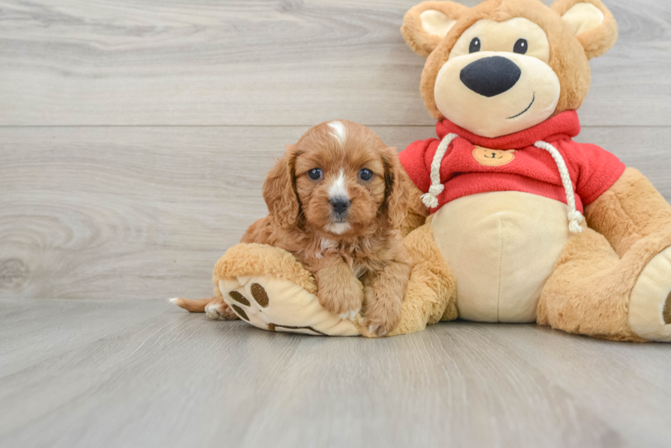 Best Cavapoo Baby