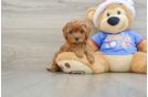 Cavapoo Puppy for Adoption