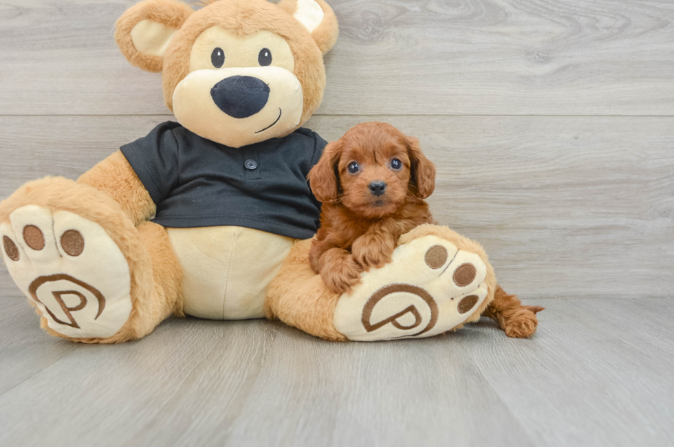 6 week old Cavapoo Puppy For Sale - Lone Star Pups