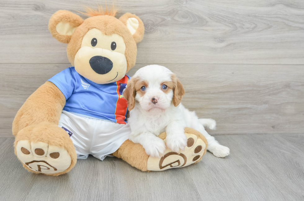 6 week old Cavapoo Puppy For Sale - Lone Star Pups