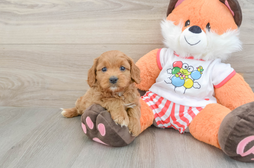 6 week old Cavapoo Puppy For Sale - Lone Star Pups