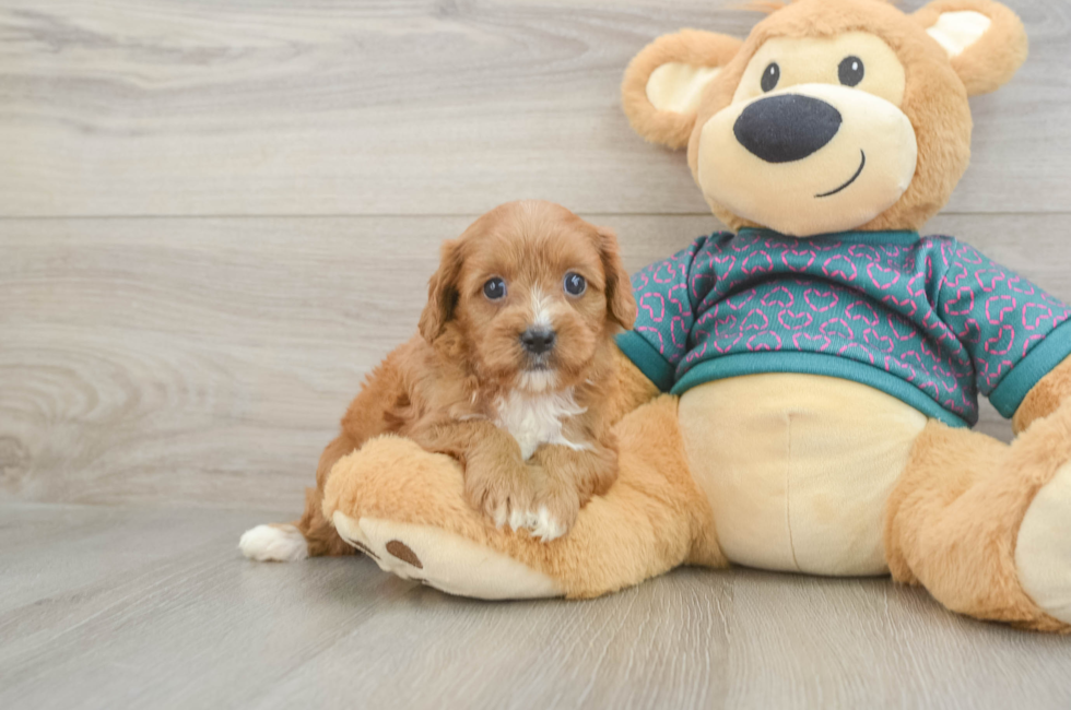 6 week old Cavapoo Puppy For Sale - Lone Star Pups
