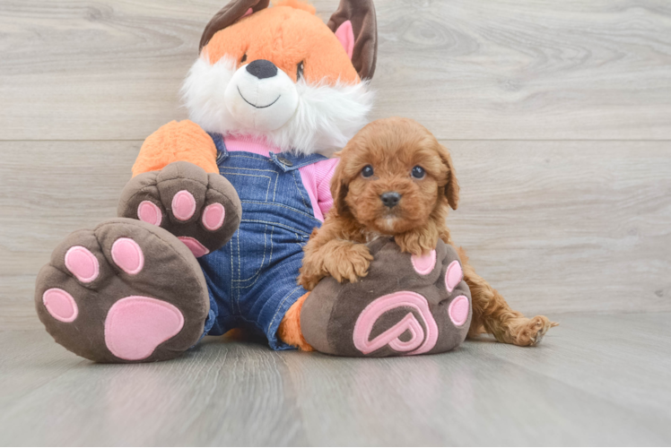Cavapoo Pup Being Cute