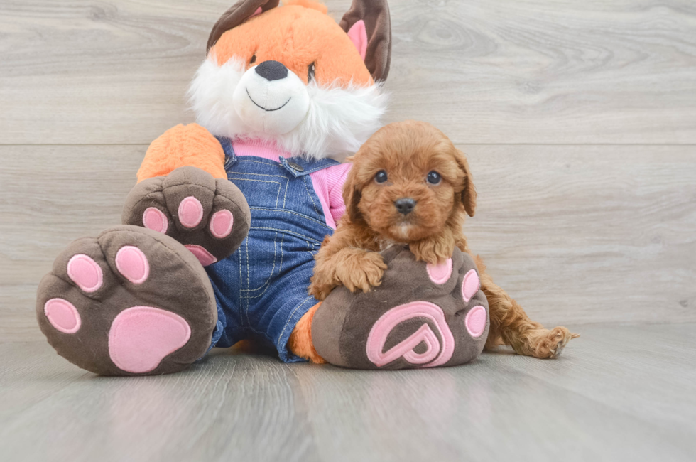 5 week old Cavapoo Puppy For Sale - Lone Star Pups