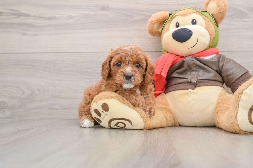 Cavapoo Pup Being Cute