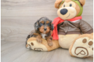 Cavapoo Puppy for Adoption