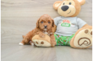Sweet Cavapoo Baby
